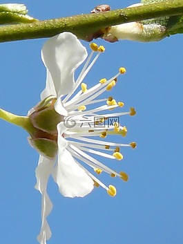 野梅,開花,關(guān)閉