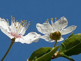 野梅,開花,關(guān)閉