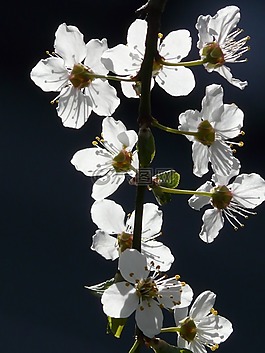 野梅,開花,背光