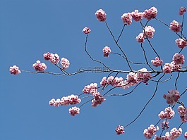 觀賞櫻花,鮮花,粉紅色