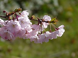 觀賞櫻花,鮮花,粉紅色