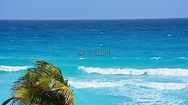 海灘,棕櫚樹,海洋