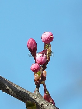 觀賞櫻花,芽,鮮花