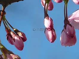 觀賞櫻花,芽,鮮花