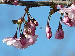 觀賞櫻花,芽,鮮花