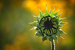 性質(zhì),廠,花