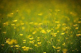 草,草地,字段