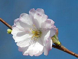 觀賞櫻花,開花,關(guān)閉