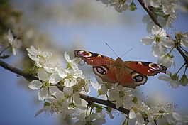 花,蝴蝶,昆蟲(chóng)