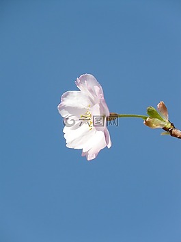 觀賞櫻花,開花,關(guān)閉