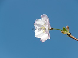 觀賞櫻花,開花,關(guān)閉