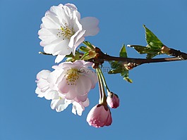 觀賞櫻花,芽,鮮花