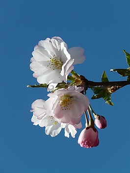 觀賞櫻花,芽,鮮花