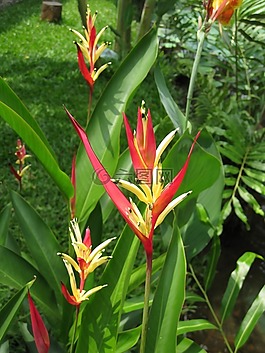 蘭花,越南,鮮花