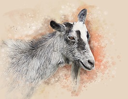 山羊,動(dòng)物,寵物