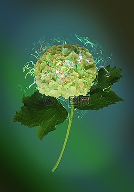 繡球花,花卉,性質(zhì)