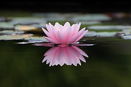 性質,花,廠