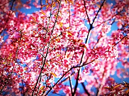 樱花,开花,樱桃cerasoides