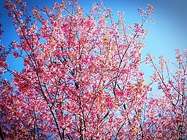 樱花,开花,樱桃cerasoides