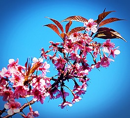 樱桃cerasoides,野樱桃喜马拉雅,樱花泰国