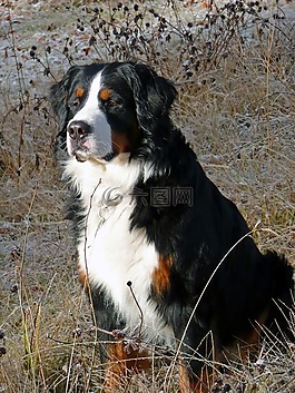 伯山狗,伯爾尼 sennenhund,狗