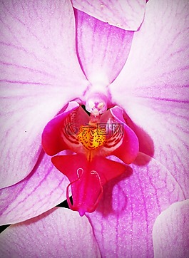 花,蘭花,熱帶