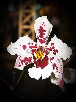 花,蘭花,熱帶
