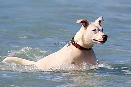 狗,海,游泳