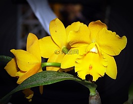 花,蘭花,熱帶