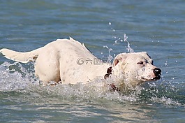 狗,海,游泳