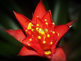 花,白,春