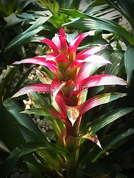 花,白,春
