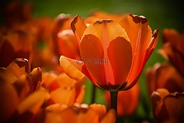 性質(zhì),花,廠