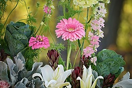 花,植物區(qū)系,自然