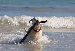 狗,海,海灘