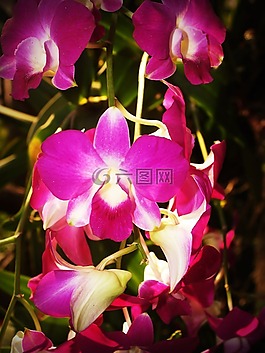 花,蘭花,熱帶