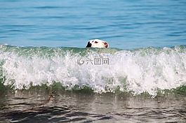 狗,狗的頭,水