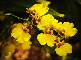 花,蘭花,熱帶