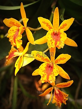 花,蘭花,熱帶