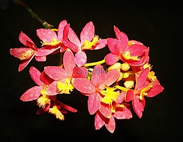 花,蘭花,熱帶