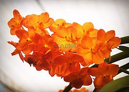 花,蘭花,熱帶