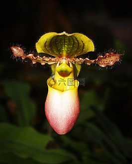 花,蘭花,熱帶