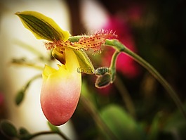花,蘭花,熱帶