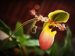 花,蘭花,熱帶