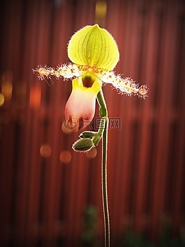 花,蘭花,熱帶