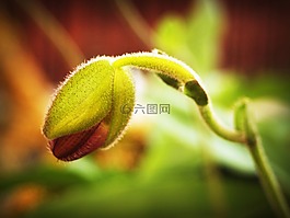 花,蘭花,熱帶