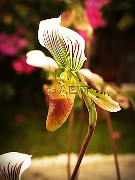 花,蘭花,熱帶