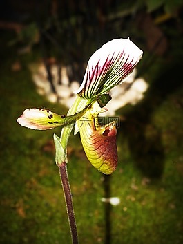花,蘭花,熱帶