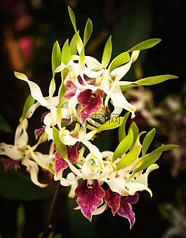 花,蘭花,熱帶