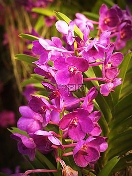 花,蘭花,熱帶
